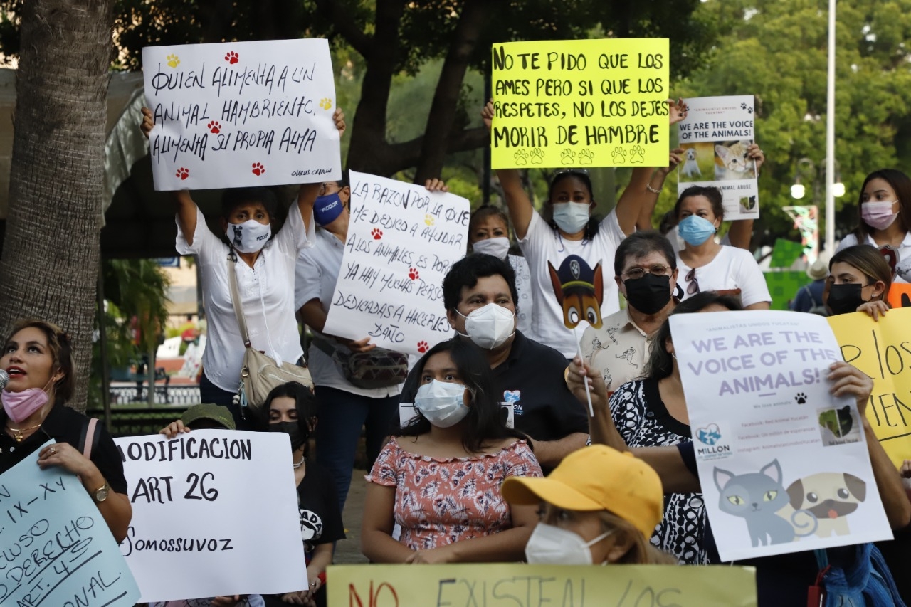 Animalistas en Mérida exhiben manipulación de Renán Barrera; lo tachan de mentiroso