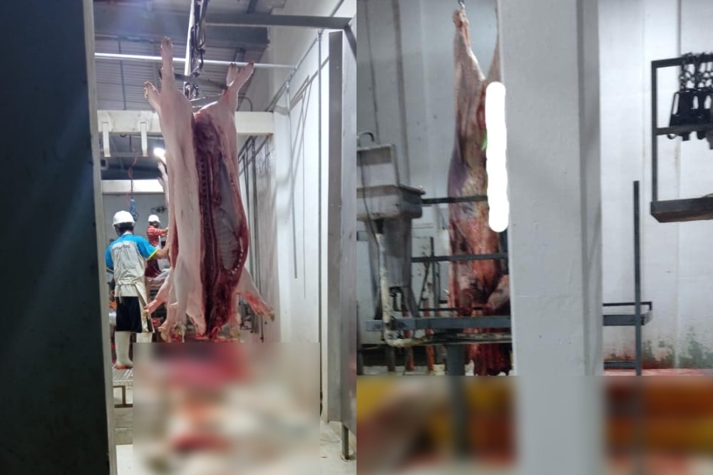 Vendedores acusan al Rastro Municipal de Chetumal de darles carne podrida