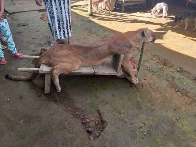 Un puma fue cazado y sacrificado por campesinos en Cacahoatán, Chiapas
