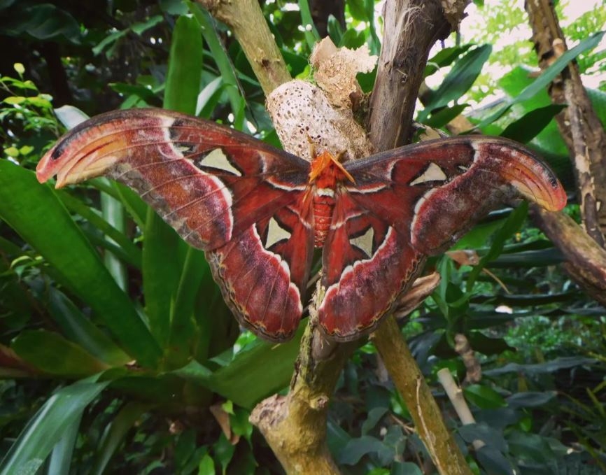 Conoce a la enorme mariposa serpiente de Malasia: ¡Está de impacto!