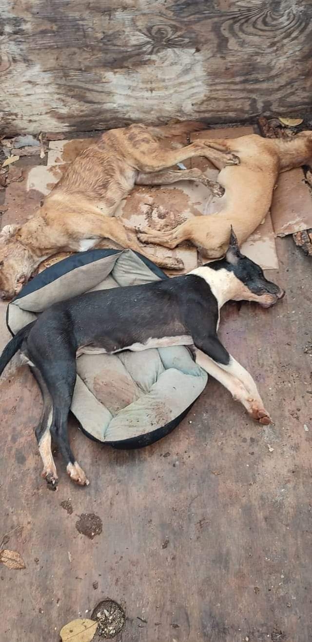 Vecinos denuncian envenenamiento de perros en Bacalar