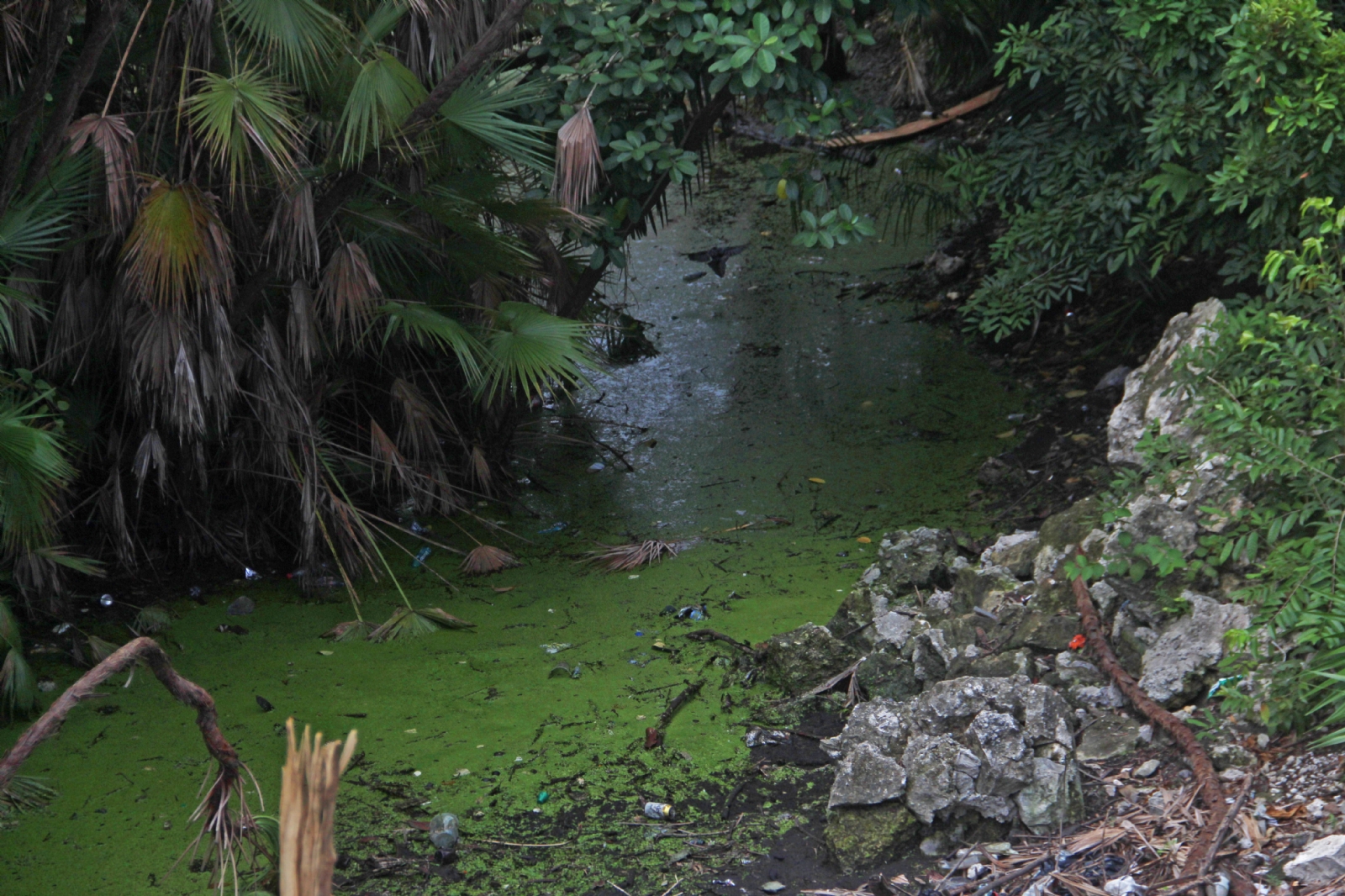 Con heces y basura, así están contaminados los cenotes de Quintana Roo