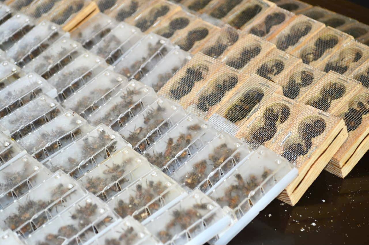 Los paquetes de abejas reinas se cultivan en centros de produción a través de la selección genética para asegurar la calidad de la miel