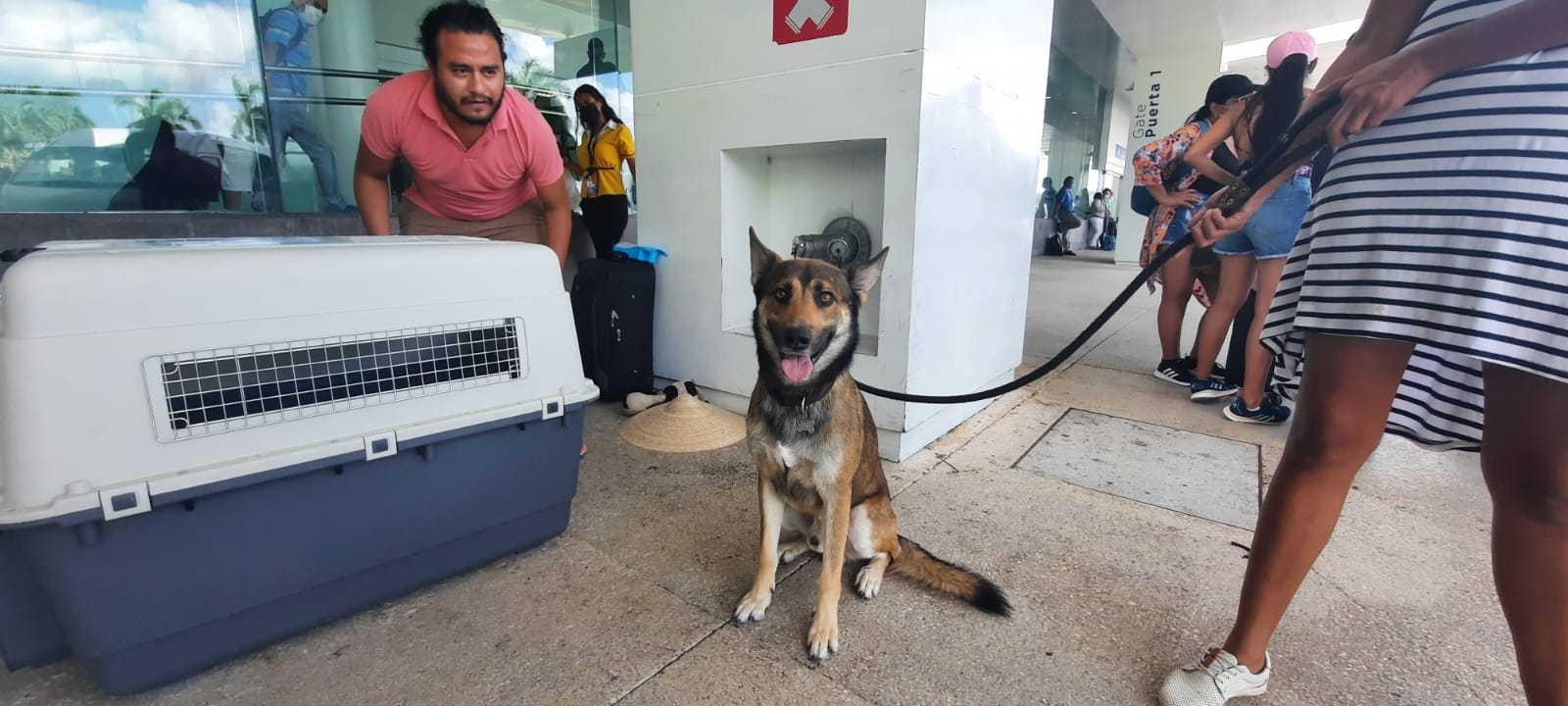 Perro guía sorprende a viajeros en el Aeropuerto de Cancún