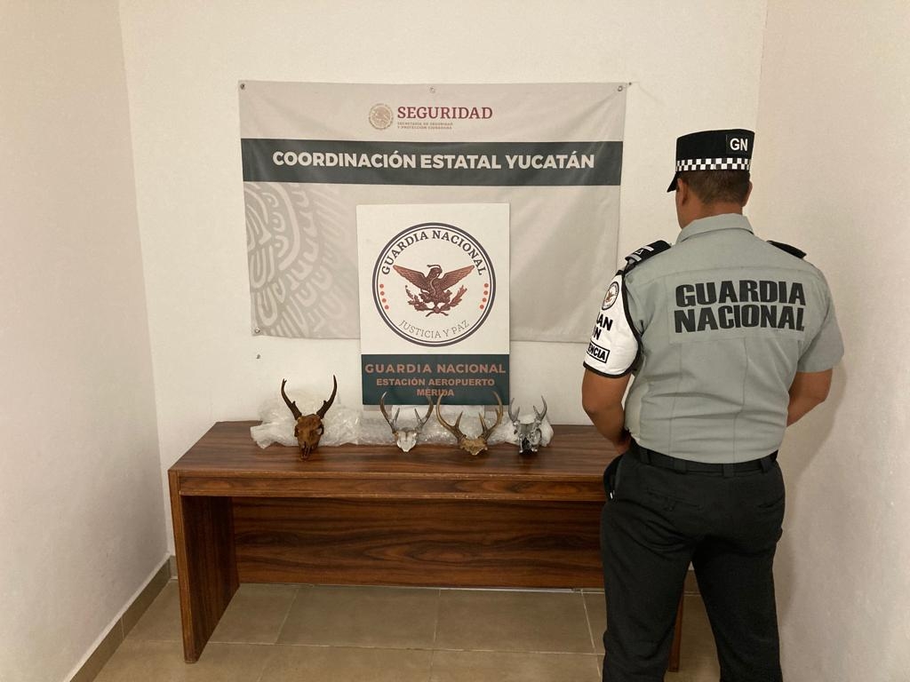 Aeropuerto Internacional de Mérida: Guardia Nacional decomisa cuatro astas de venado