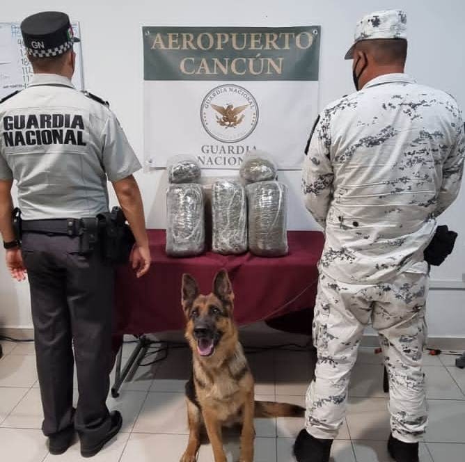Guardia Nacional asegura más de 50 kilos de marihuana en Cancún y Cozumel