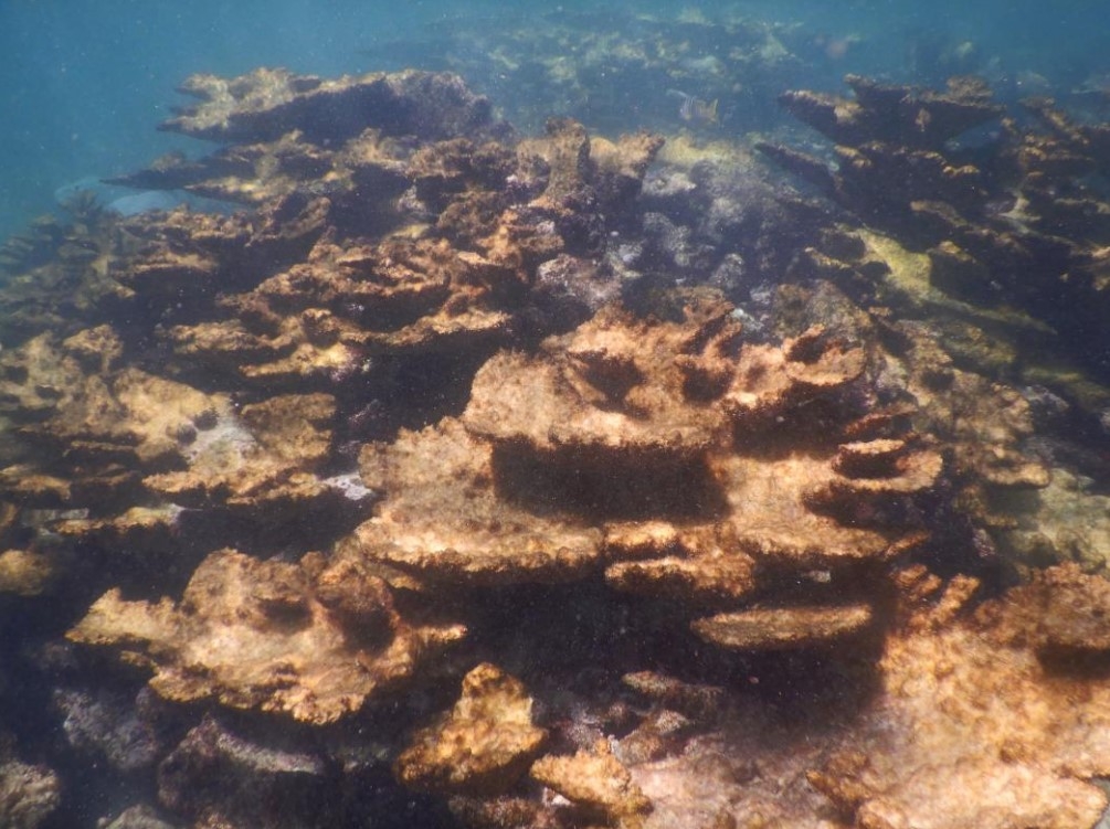 Agua contaminada causa muerte masiva de corales en Isla Mujeres: Conanp