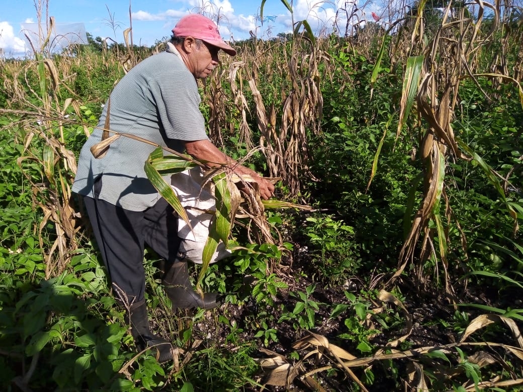 Animales destruyen las milpas de campesinos de Tizimín, Yucatán