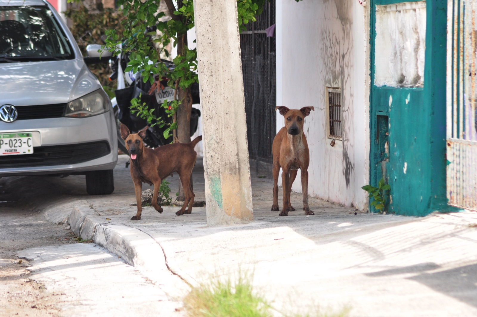 Ayuntamiento de Mérida prohíbe alimentar animales de la calle; aplicarán sanciones