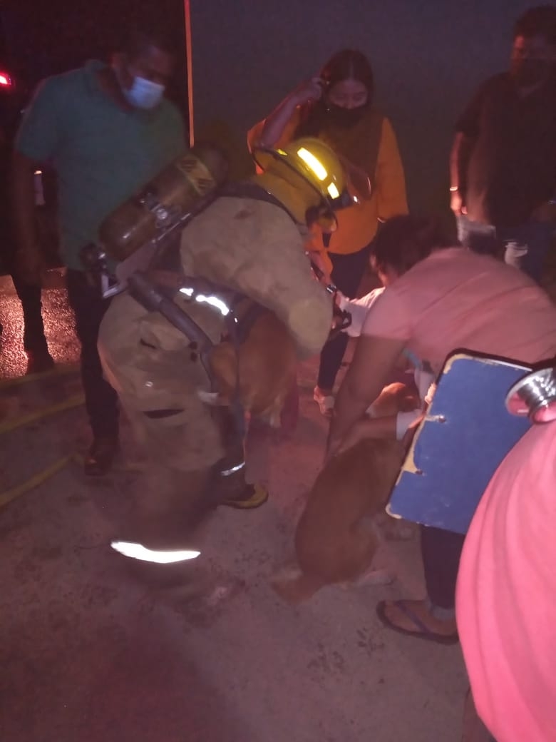 Salvan a perrito de morir quemado en el incendio de una casa en Chetumal