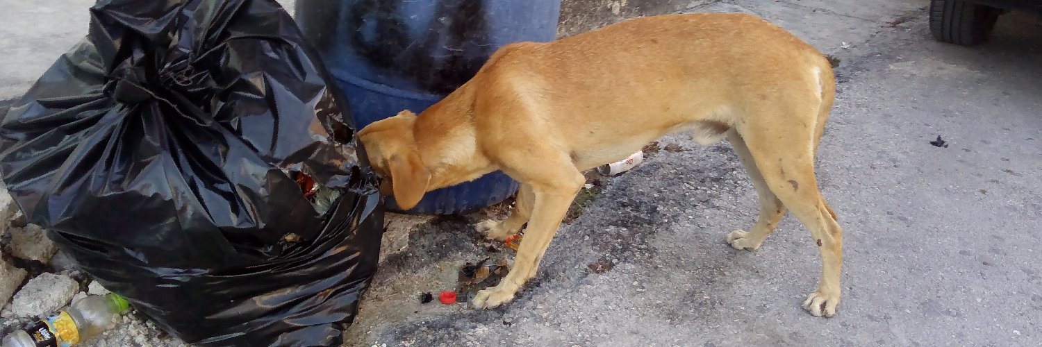 'Perrito' agradece montículos de basura sin recoger en Tulum