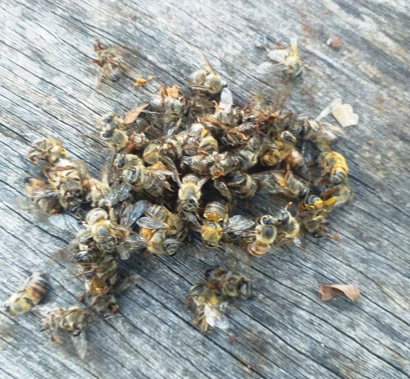 Las primeras muertes de abejas se dio el fin de semana en el apiario del señor Laureano Pech Esquivel