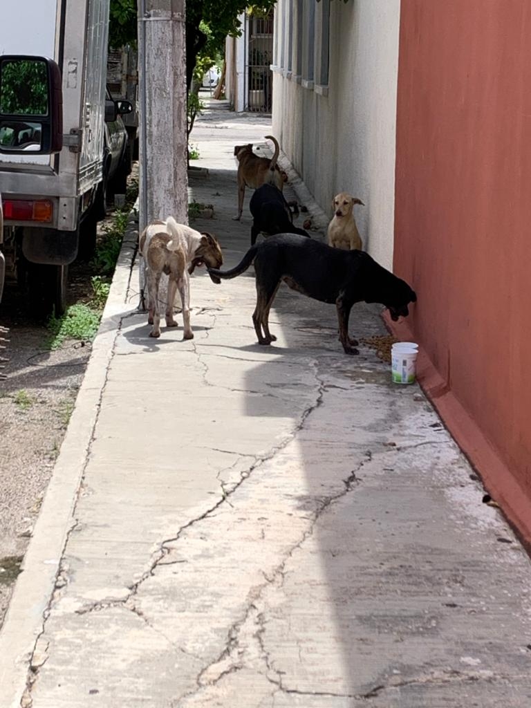 Activista califica como retroceso multar a quien alimente animales de la calle en Mérida