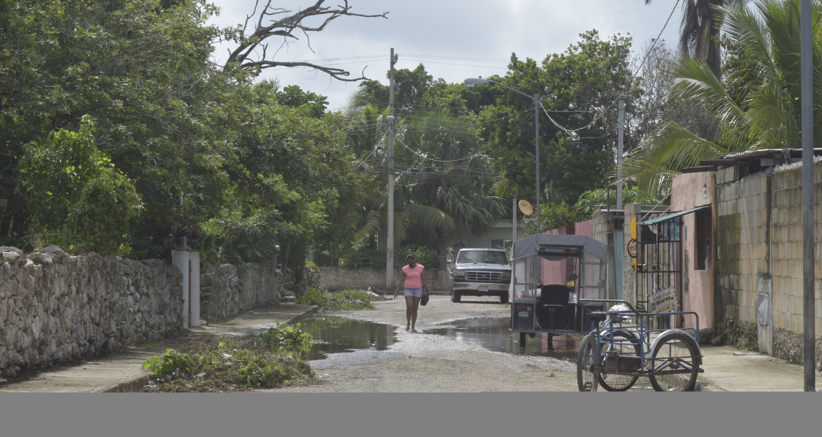 SCJN rechaza sanciones particulares por tala de árboles en Yucatán