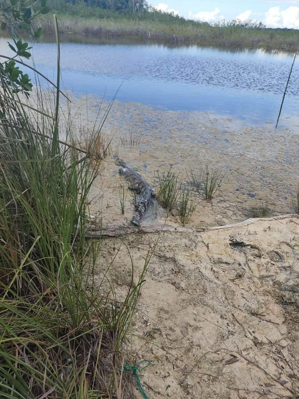 Protección al Ambiente en Quintana Roo libera a cocodrilo rescatado en la Laguna Bacalar