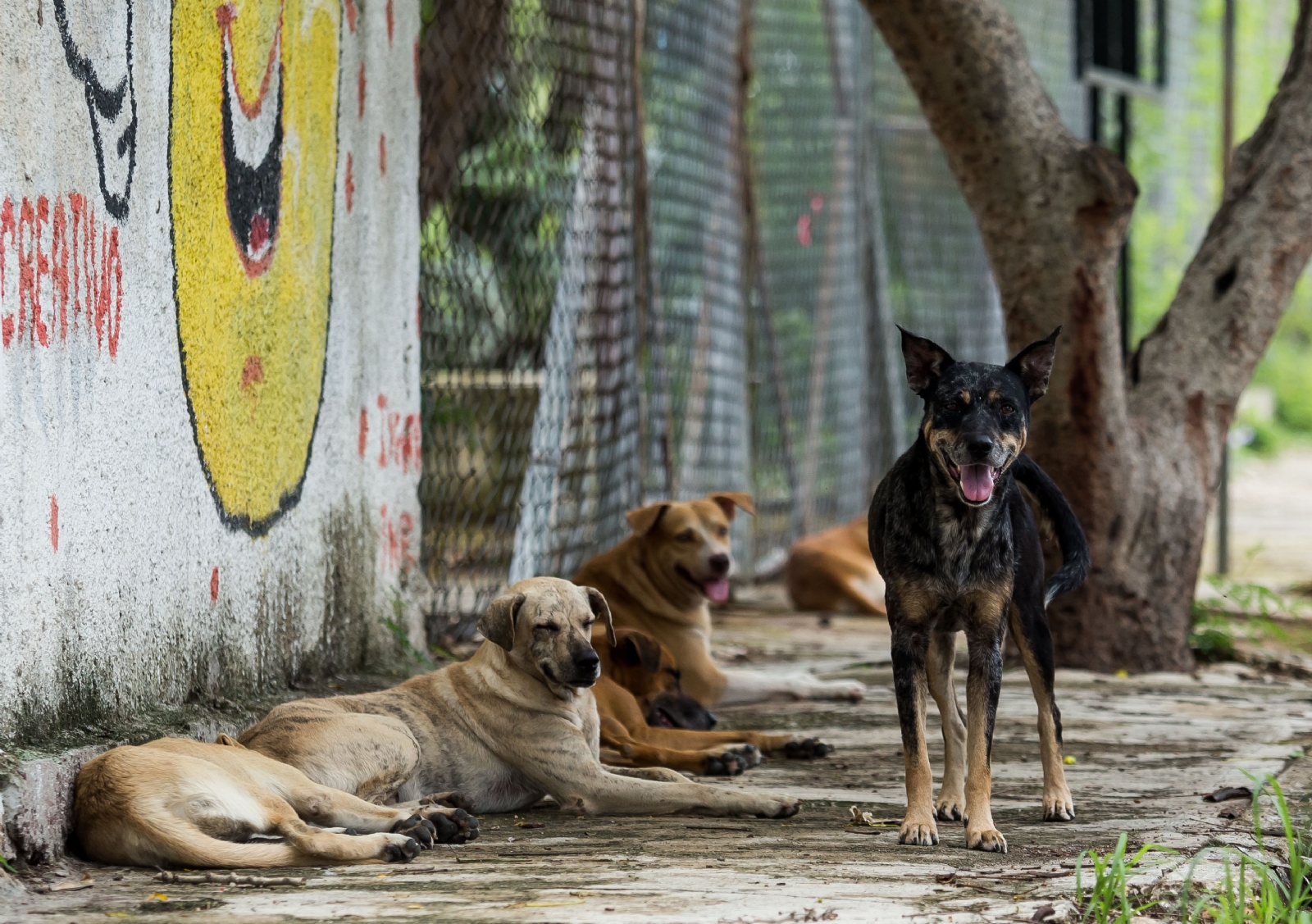 Perros callejeros devoran a recién nacido abandonado en la basura en Venezuela