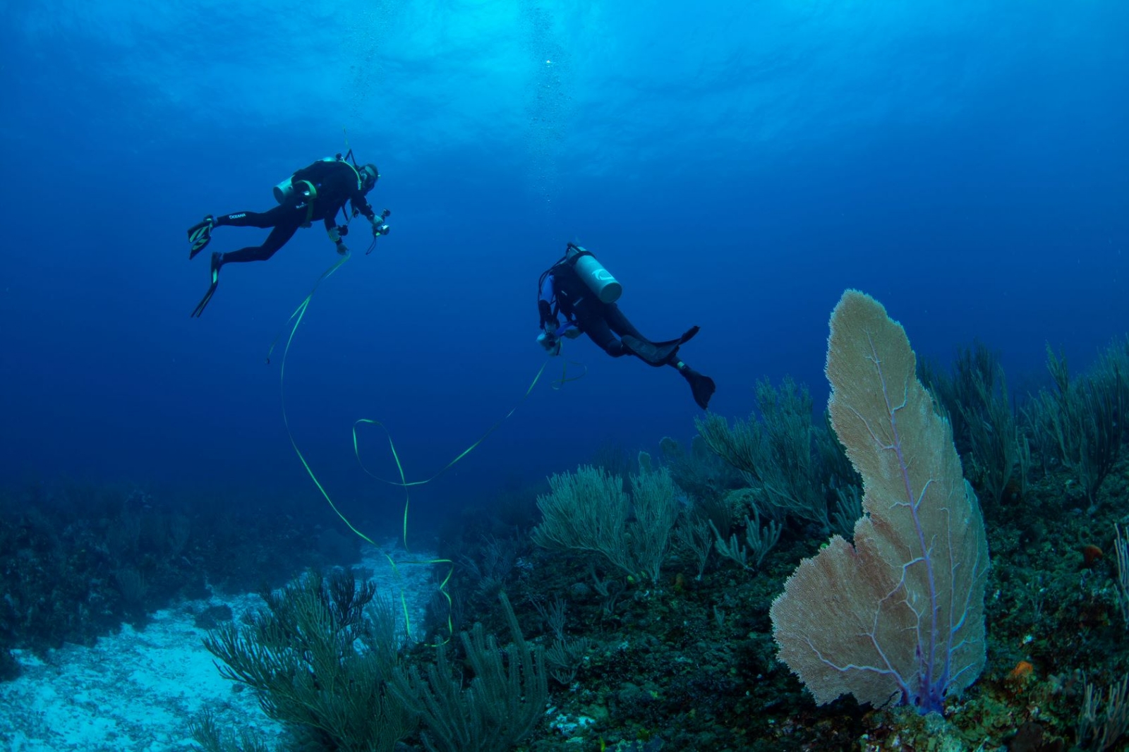 Arrecife Alacranes de Yucatán en peligro por pesca ilegal, alerta organización