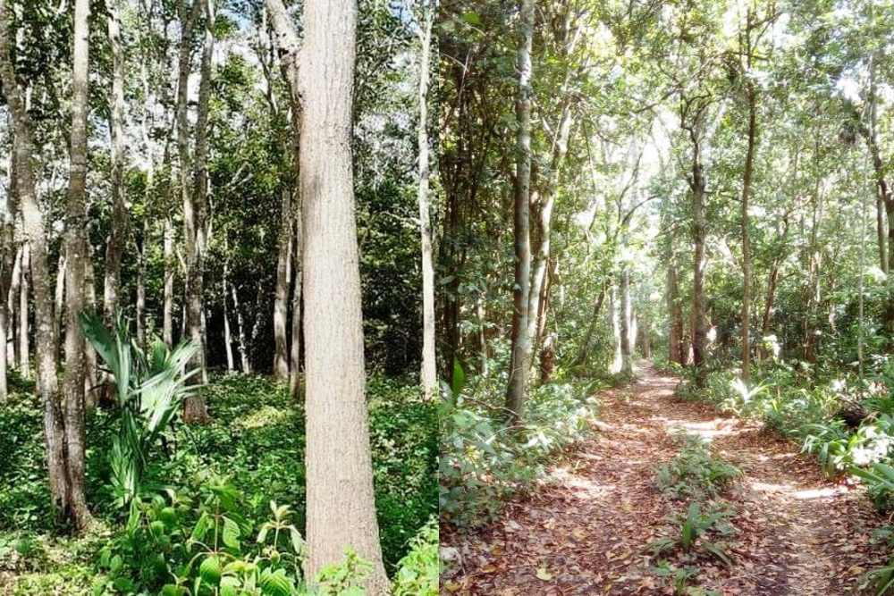Planean reforestar mil hectáreas de selva en José María Morelos con recursos federales