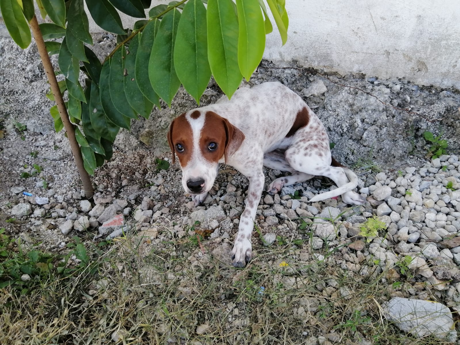 Rescatan a cachorro de cuatro meses tras caer a un pozo en Chetumal