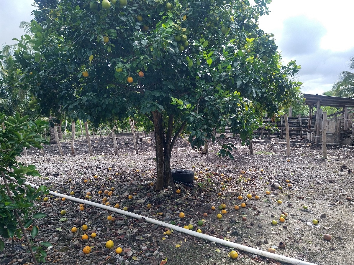 Mosca afecta producción de cítricos en Tizimín, Yucatán