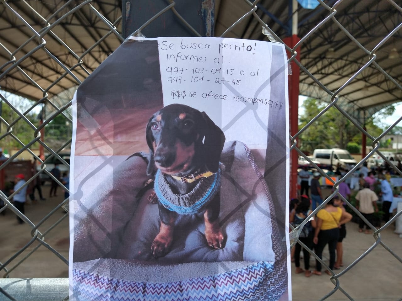Reportan robo de un perro en Peto, Yucatán