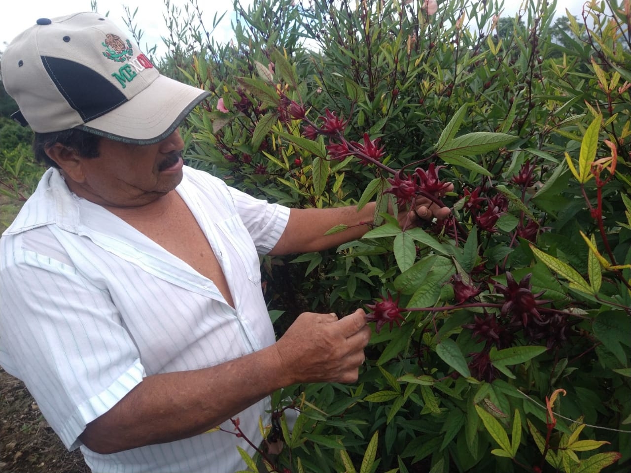 Campesino de Tizimín, Yucatán, logra cultivo de jamaica