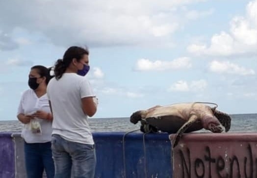 Hallan a tortuga muerta en las costas de Isla Mujeres