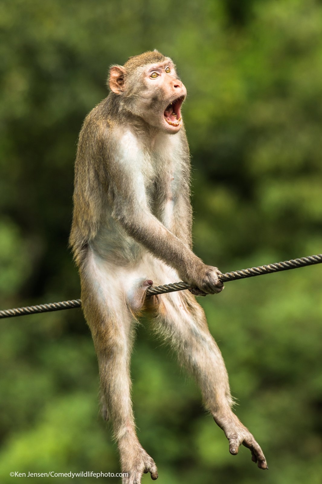 El mono dorado se hizo viral en redes sociales, incluso es usado como meme