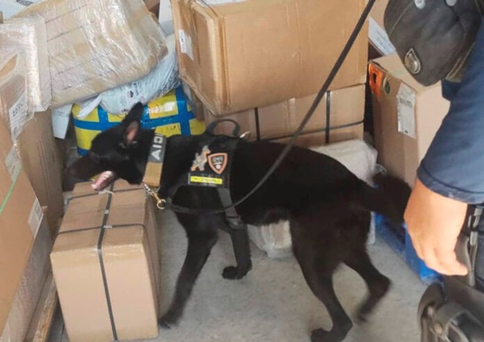 Perro policía encuentra caja con droga en empresa de paquetería de Playa del Carmen