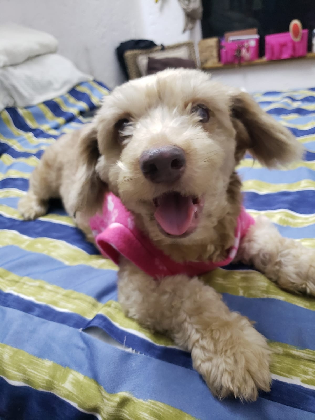 Mujer adopta a perrita callejera tras su visita a Cozumel y se la lleva a Canadá
