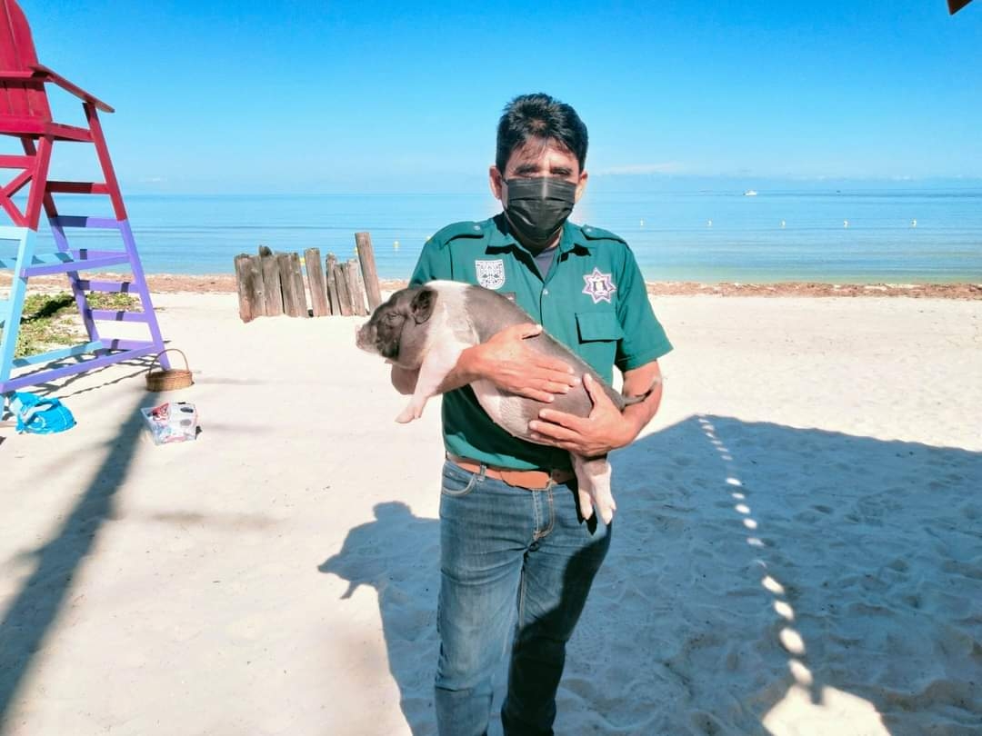 Reconocen a “Pig Beach” de Chelem como la primera playa pública libre de tabaco en Yucatán