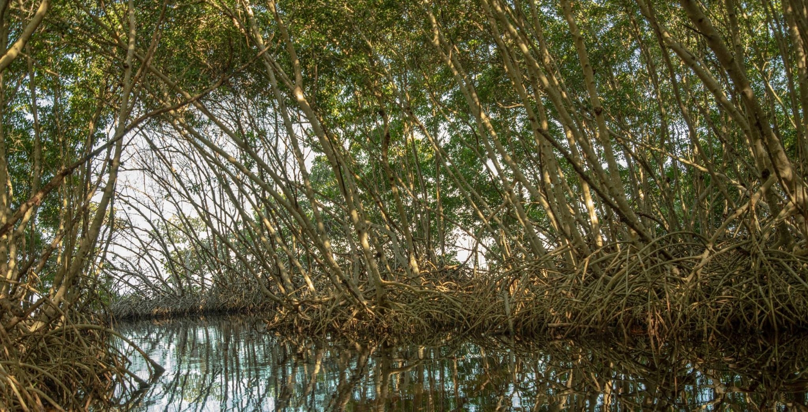 Universidad de Campeche protegerá los manglares de Costa Rica