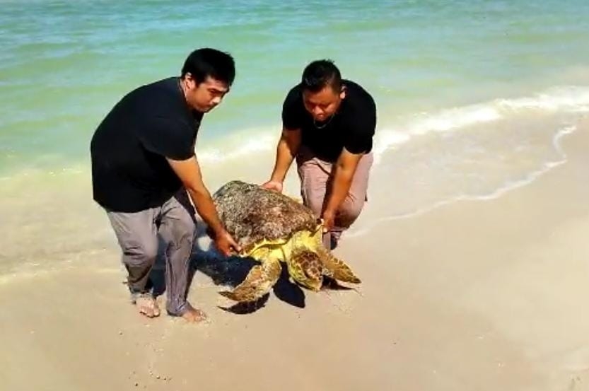 Policía Ecológica rescata a tortuga de carey atrapada en Chuburná Puerto, Yucatán