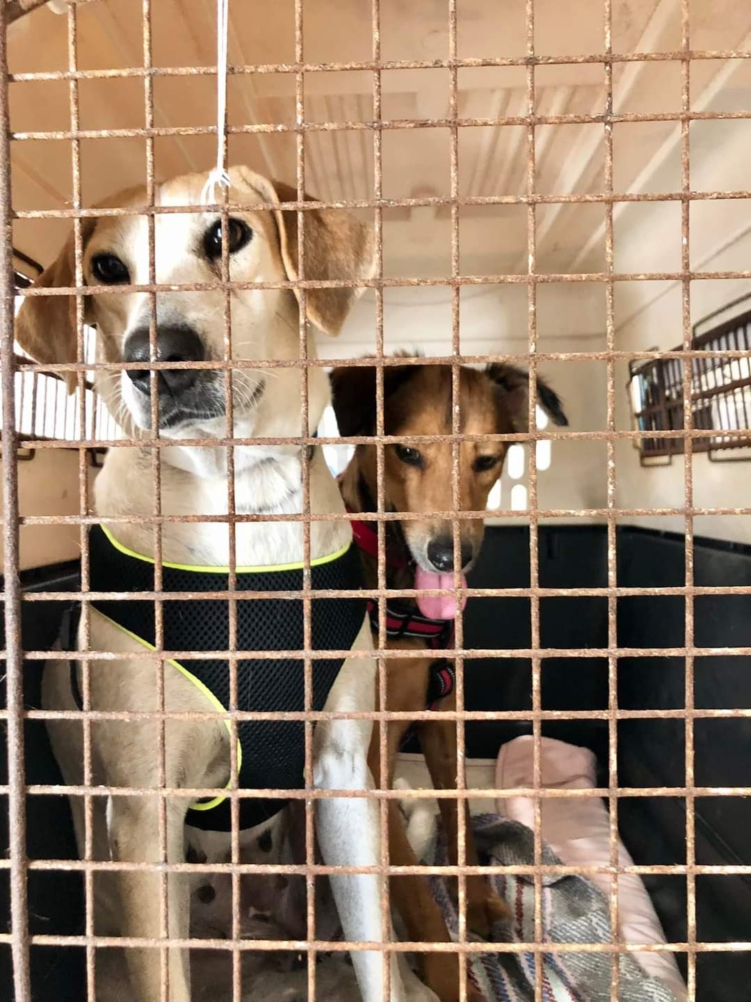 De las calles de Mahahual a Canadá: Trasladan a cachorras rescatadas a su nuevo hogar en Toronto