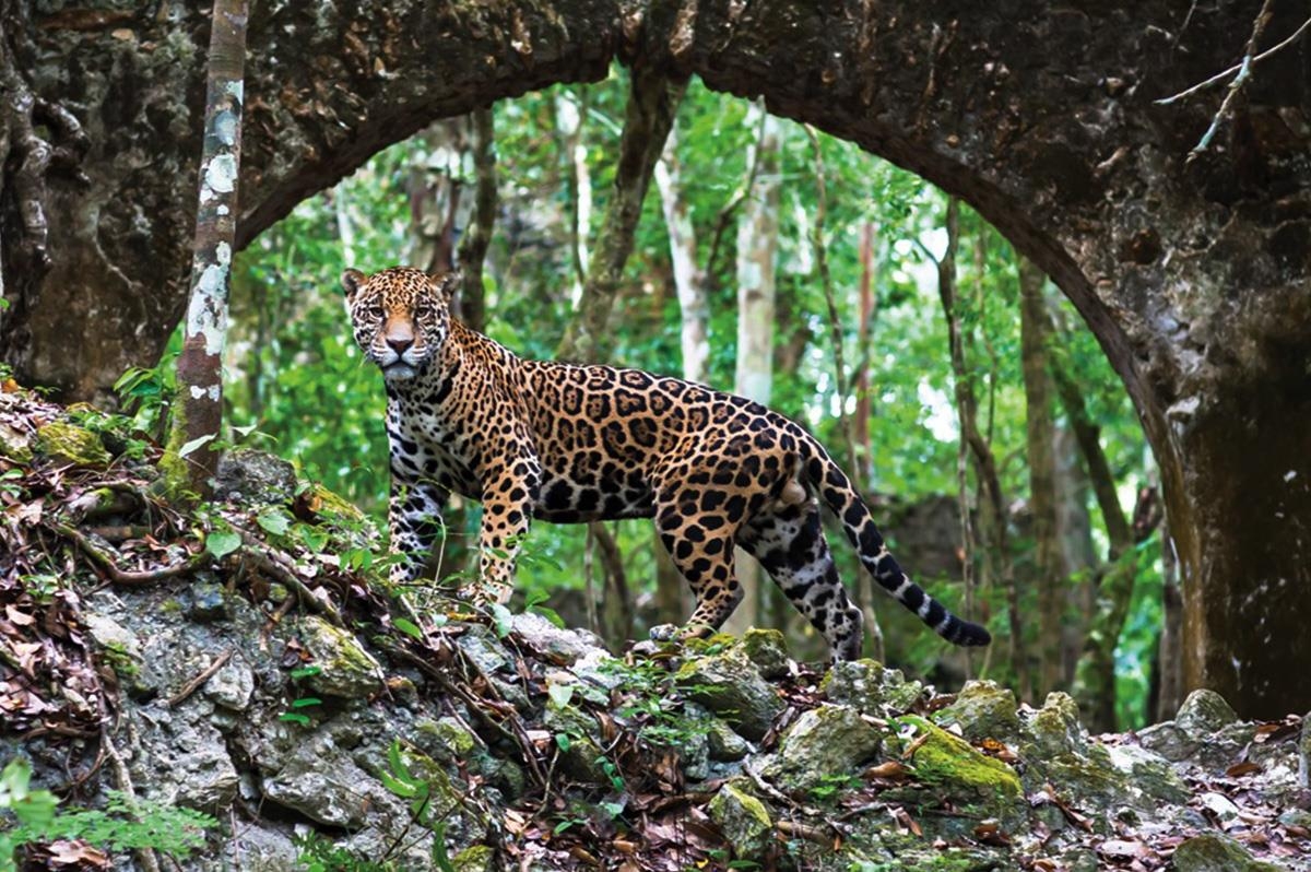 Conanp informa incremento en la población del Jaguar en Campeche
