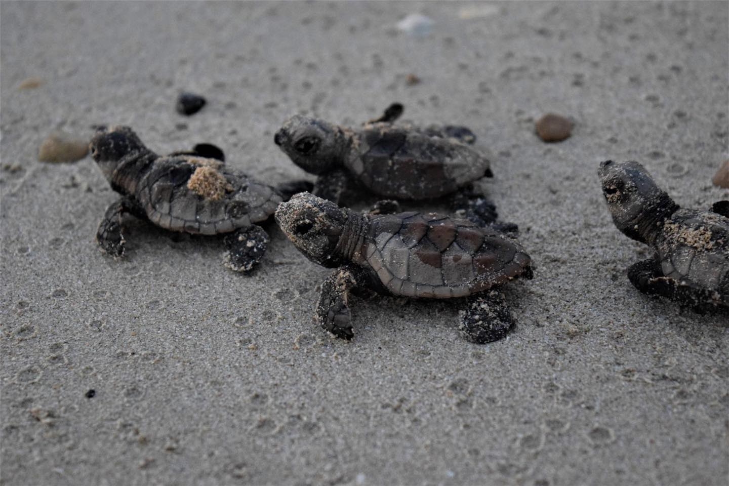 Incrementa 20% el número de nidos de tortugas en las costas de Campeche: Semabicc