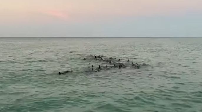 Delfines en Holbox 'custodiaban' a ejemplar enfermo, aseguran expertos
