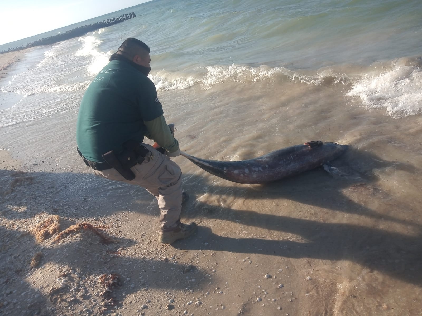 Recalan delfines muertos en costas de Chelem y Chuburná en Yucatán