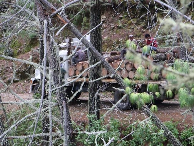 Mafia México-China: Organismos piden investigar tala ilegal en la reserva de Calakmul