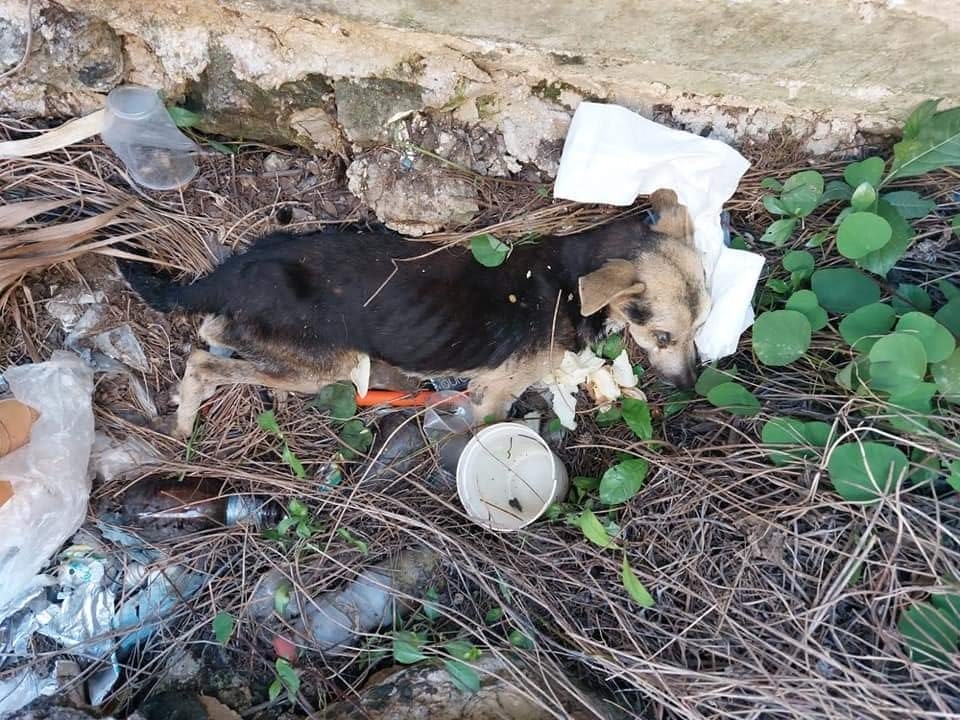 Animalistas de Mérida seguirán caso del perro al que le sacaron los ojos en Tizimín