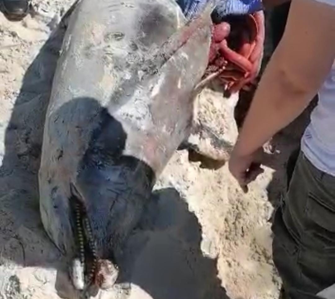 Biólogos de la UADY realizan necropsia a delfines varados en Progreso, Yucatán
