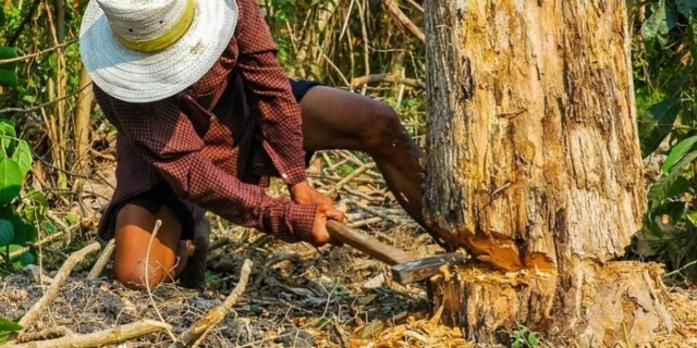 Yucatán, con sólo dos detenidos por tráfico de madera en la Península