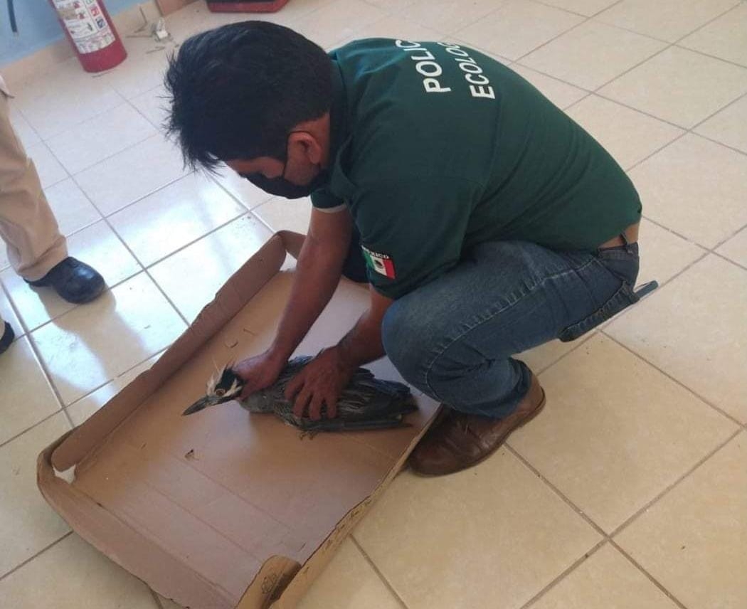 Policía Ecológica rescata una garza y serpiente en Progreso, Yucatán