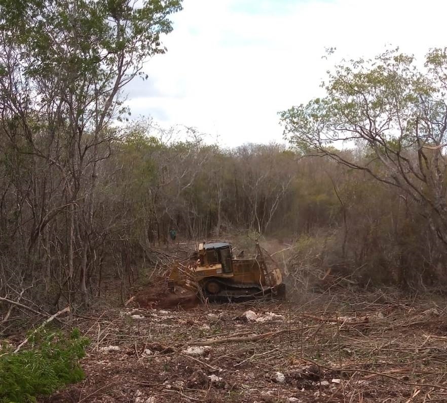 Deforestación de la selva para la producción de carbón preocupa a pobladores de Hopelchén