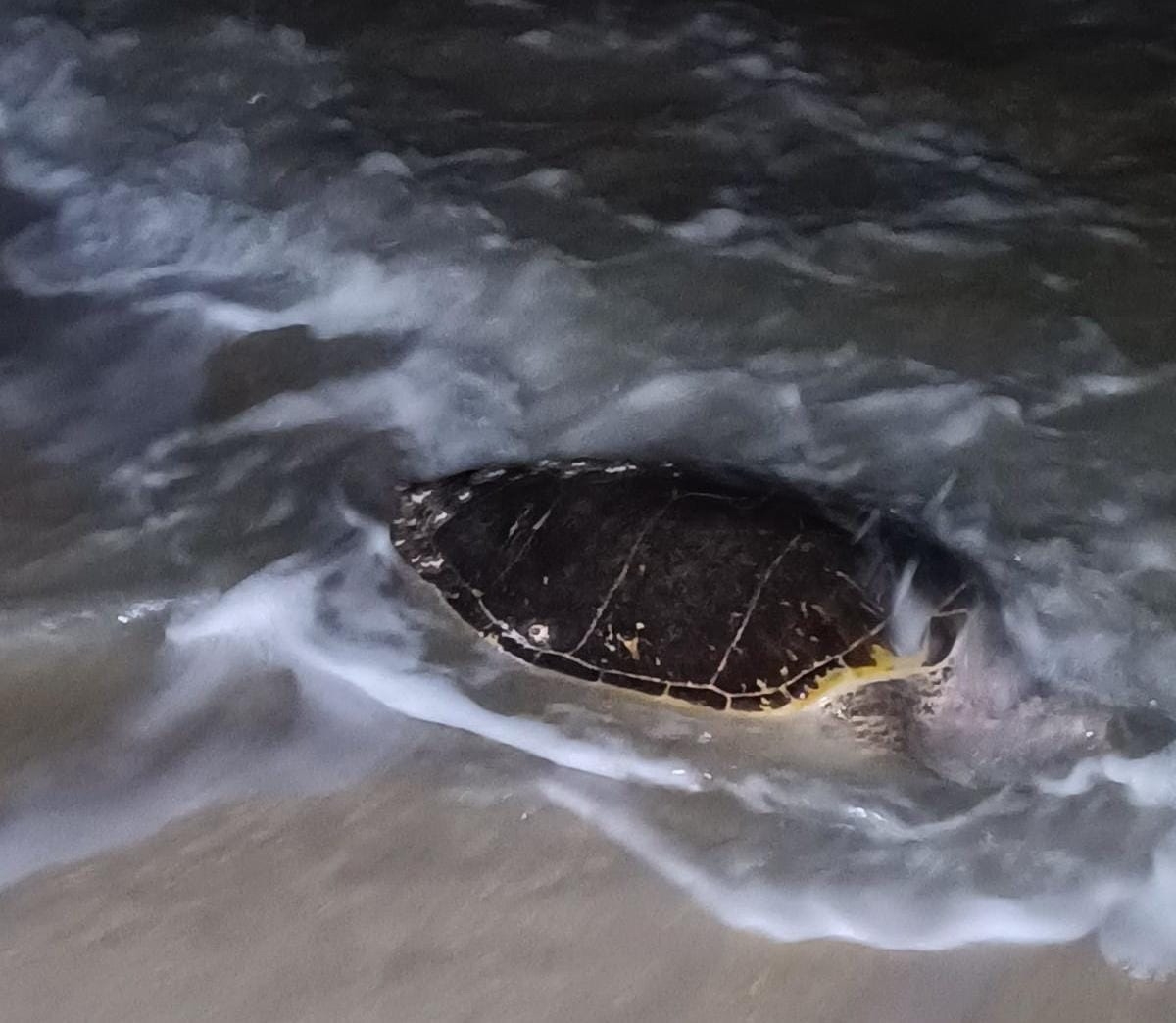 Recalan tortugas muertas en costas de Progreso y Chuburná en Yucatán