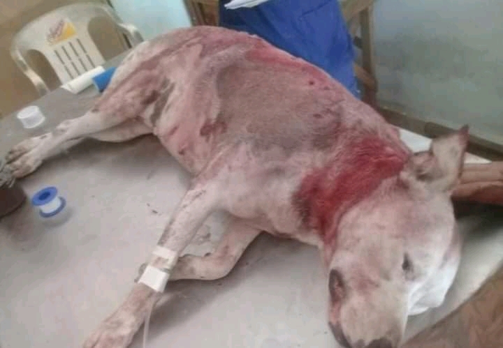 Hombre apuñala a perra pitbull en Celestún, Yucatán