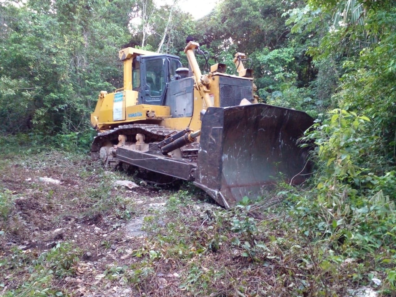 Con máquina de trascabo, presuntos invasores derribaron decenas de árboles en comunidades de Playa del Carmen