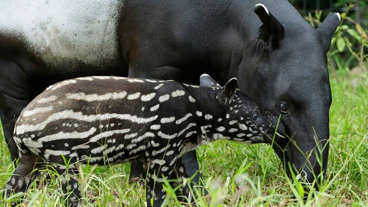 "La Reina Isabel" tendrá pareja de tapires en Tizimín, Yucatán