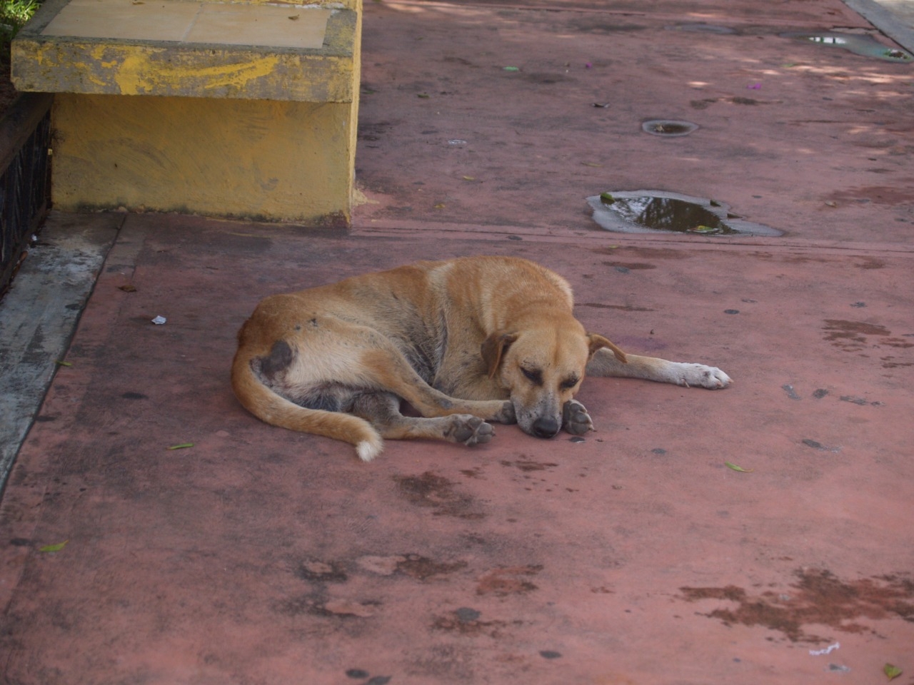 Policías investigan asesinato de perros en Sinanché, Yucatán