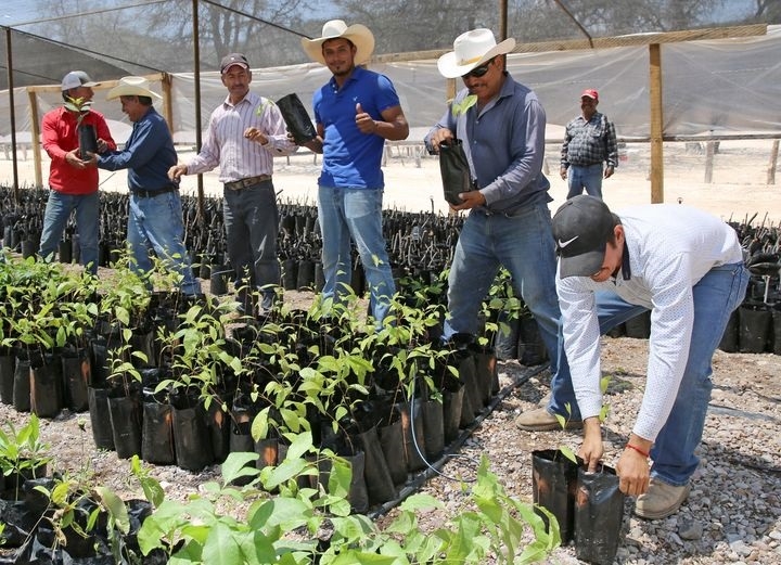 Gobierno de AMLO creará corredor forestal en Campeche de 22 mil hectáreas